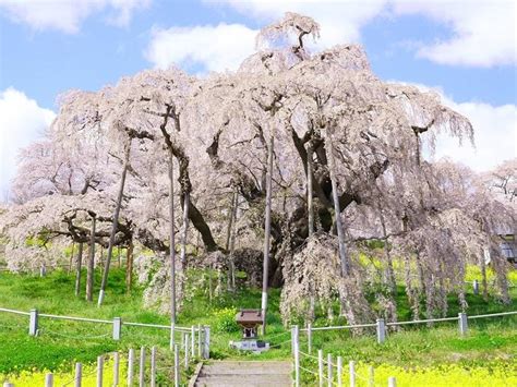 子孫樹|日本三大桜の「三春滝桜」「山高神代桜」「根尾谷淡。